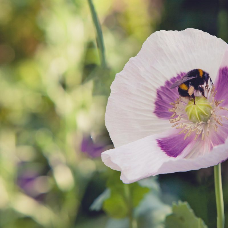 uitvaart-verzorging-nijmegen-beuningen-claudia-rossen