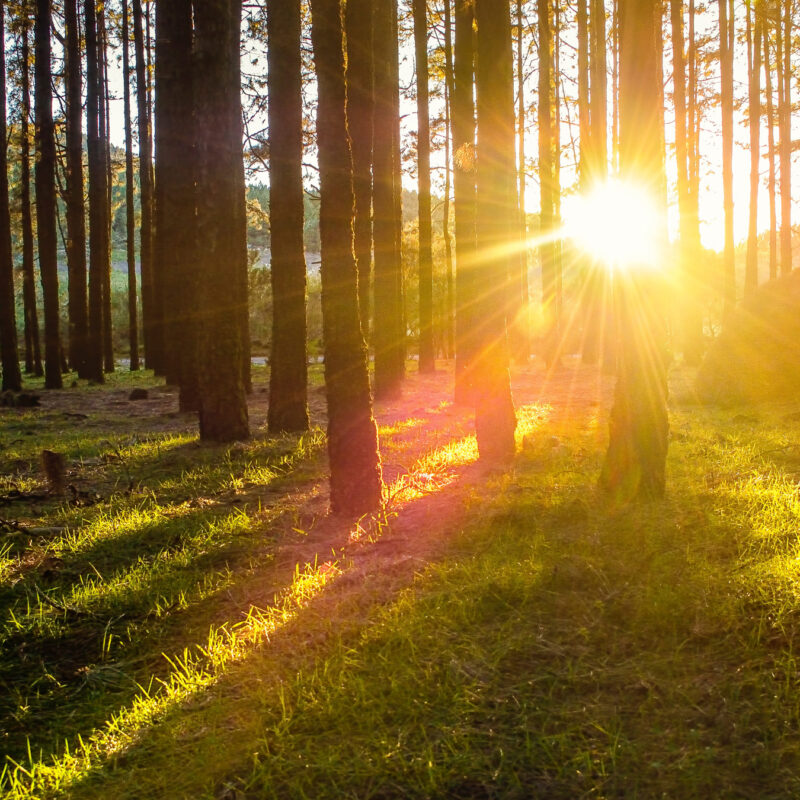 natuurbegrafenis-natuurbegraven-uitvaartzorg-nijmegen